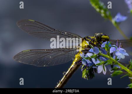 Die Libelle, Gompha vulgaris Gomphus vulgatissimus auf der Pflanze durch das Morgensonnenlicht des Sees im Sommer. Stockfoto