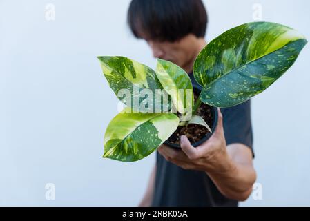 Philodendron Green congo Hybrid im Topf Stockfoto