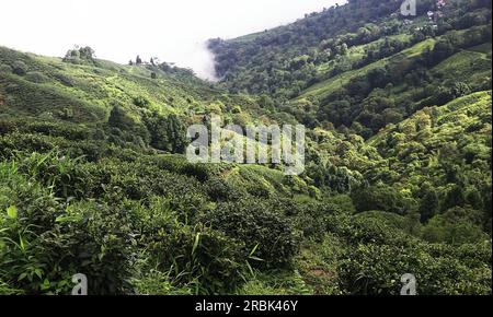 Monsunwolken treiben über üppig grünes Bergtal. Malerischer Blick auf die ausläufer des himalaya in der Nähe der darjeeling Hill Station in westbengalen, indien Stockfoto