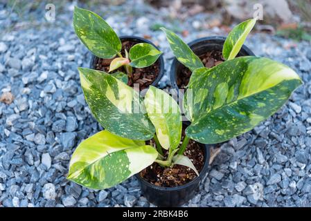 Philodendron Green congo Hybrid im Topf Stockfoto