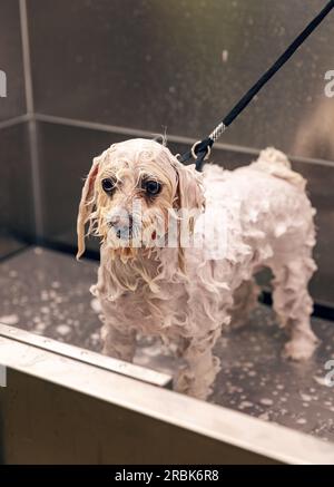 Hübscher bichon, der im Friseursalon mit Schaum badet Stockfoto