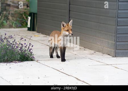 Stadtfuchs im Vorstadtgarten auf der Terrasse vor dem grauen Gartenschuppen-Lavendelpflanze Stockfoto
