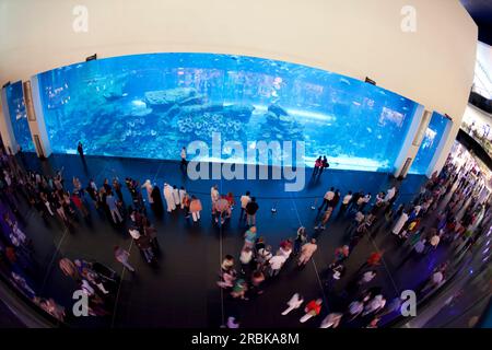 VAE, Dubai, Dubai Aquarium in der Dubai Mall. Stockfoto