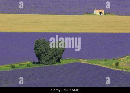 Lavendelfelder in Sault, Vaucluse, Provence-Alpes-Côte d'Azur, Frankreich Stockfoto