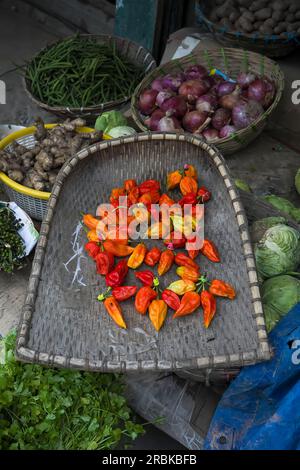 King Chilly, auch bekannt als Ghost Pepper, Ghost Chili, Naga Jolokia und Bhoot Jolokia, gehört zu den heißesten Chili der Welt. Stockfoto