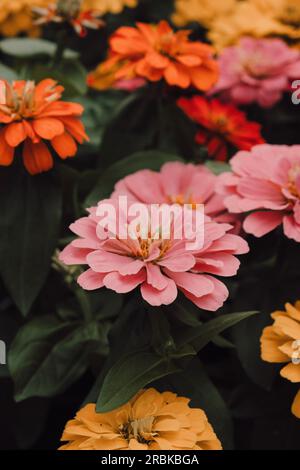 Blick aus nächster Nähe auf Zinnias-Blumen Stockfoto