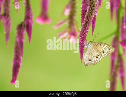 Der Schmetterling Junonia Atlites zeigt seine lebendigen Farben und komplexen Muster Stockfoto