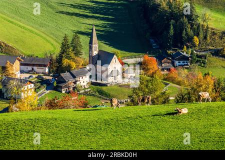 Kühe auf Wiesen über der Kirche Santa Maddalena, Funes, Südtirol Stockfoto