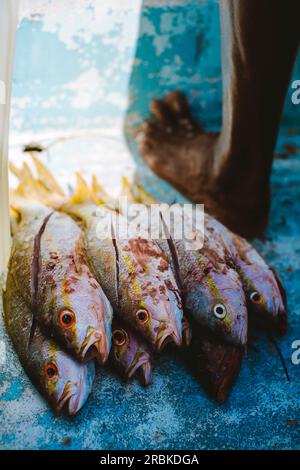 Tote Fische liegen an den Füßen eines Tiefseefischers an Bord eines Boots Stockfoto