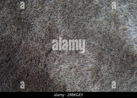 Die Textur grauer Stoffteppiche aus Tierhaaren Stockfoto