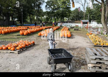 Ein Mädchen, das im Herbst vor der Kürbis-Picknickfarm einen Wagen zieht Stockfoto