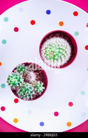 Draufsicht auf zwei kleine Kakteen auf einer bunten gepunkteten Platte Stockfoto