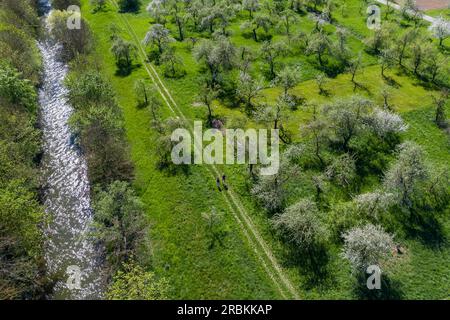 Luftaufnahme blühender Apfelbäume neben der Feldstraße an der Tauber, Tauberbischofsheim, Baden-Württemberg, Deutschland, Europa Stockfoto