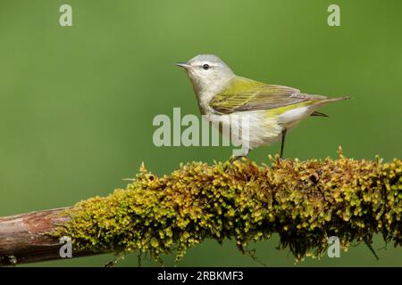 Tennessee Warbler (Leiothlypis peregrina), männlicher Erwachsener auf einem Zweig, USA, Texas Stockfoto