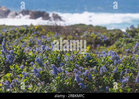 Kalifornische Flieder, Blueblossom, Blaublüten Ceanothus (Ceanothus thyrsiflorus), blühend an der Küste, USA, Kalifornien, Carrapata Beach, Monterey Stockfoto