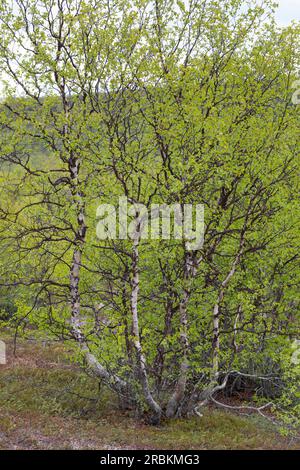 Downy Birch, Moor Birch, White Birch, Downy Birch, Moor Birch, Weißbirke, europäische Weißbirke, haarige Birke (Betula pubescens), Gewohnheit, Schweden Stockfoto