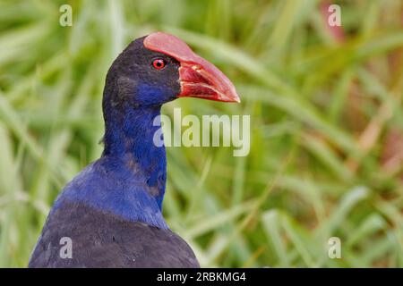 Australasischer Swamphen, Purple Swamphen (Porphyrio melanotus, Porphyrio porphyrio melanotus), Portrait, Australien, Queensland, Townsville Town Common C Stockfoto