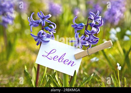 Memo-Blatt bei den blauen Hyazinthen, die Leben, Leben schreiben Stockfoto