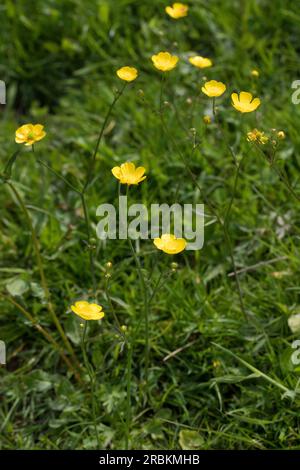 Große Butterblume, aufrechte Wiese Brechfuss (Ranunculus acris, Ranunculus acer), blühend, Deutschland Stockfoto