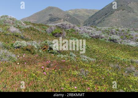 Freeway Eispflanze, Hottentot Feige (Carpobrotus edulis), mit rosa Blumen auf einem Hang, USA, Kalifornien, Carrapata Beach, Monterey Stockfoto