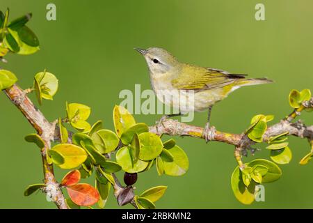 Tennessee Warbler (Leiothlypis peregrina), männlicher Erwachsener, der auf einem Zweig sitzt, USA, Texas Stockfoto