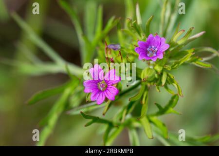 Cut-leaf Geranium, Cut-leaf Cranesbill, Cut-leaf Cranesbill (Geranium dissectum, Geranium laxum), Blooming, Deutschland Stockfoto