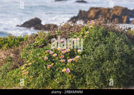 Strandflöte, Strandaster, Seaside Daisy (Erigeron glaucus), Bluehend an der Küste, USA, Kalifornien, Pebble Beach, Monterey Stockfoto