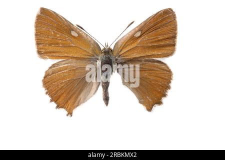 Grüne Haarsträhne (Callophrys rubi), männlich, kopfüber, ausgeschnitten, Spanien Stockfoto