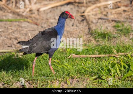 Australasischer Swamphen, Purple Swamphen (Porphyrio melanotus, Porphyrio porphyrio melanotus), Walking, Australien, Queensland, Townsville Town Common Co Stockfoto