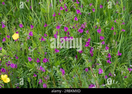 Wicken (Vicia angustifolia ssp. Segetalis, Vicia segetalis, Vicia sativa subsp. Segetalis), blühend, Deutschland Stockfoto