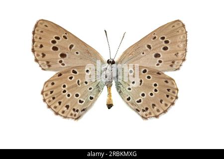 Groß blau (Phengaris arion, Maculinea arion, Glaucopsyche arion), männlich, Unterseite, Schluss jetzt Stockfoto