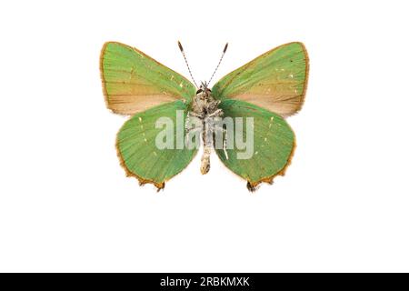 Grüner Haarstreifen (Callophrys rubi), weiblich, Unterseite, ausgeschnitten, Frankreich Stockfoto