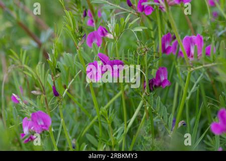 Wicken (Vicia angustifolia ssp. Segetalis, Vicia segetalis, Vicia sativa subsp. Segetalis), blühend, Deutschland Stockfoto