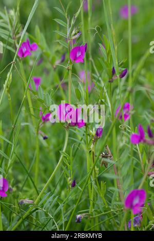 Wicken (Vicia angustifolia ssp. Segetalis, Vicia segetalis, Vicia sativa subsp. Segetalis), blühend, Deutschland Stockfoto