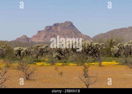 Teddybär cholla, springscholla, silberscholla (Opuntia bigelovii, Cylindropuntia bigelovii), zahlreiche alte Exemplare in der gelb blühenden Wüste, Stockfoto