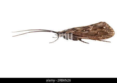 Two-Spot Great Reed Sedge (Phryganea bipunctata), Seitenansicht, Ausschnitt, Niederlande Stockfoto