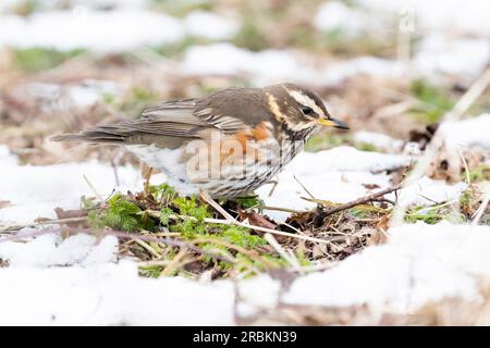 redwing (Turdus iliacus), Futtersuche auf dem schneebedeckten Boden, Seitenansicht, Niederlande Stockfoto