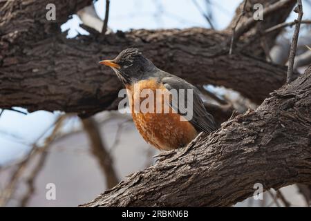 Amerikanisches Rotkehlchen (Turdus migratorius), männlich auf einem Ast, Seitenansicht, USA, Arizona, Bush Highway Stockfoto