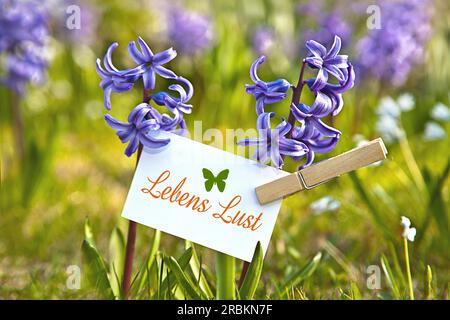 Memo-Blatt bei den blauen Hyazinthen mit der Aufschrift Lebenslust, Lebenslust Stockfoto