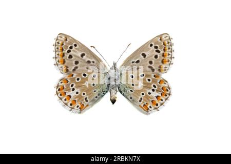 adonisblau (Polyommatus bellargus, Lysandra bellargus, Meleageria bellargus), weiblich, Unterseite, Cut Out, Niederlande Stockfoto