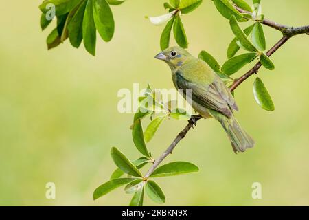 Passerina ciris, gemalte Bänke, unreifer Mann, der auf einem Ast sitzt, USA, Texas Stockfoto