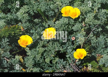Kalifornischer Mohn, kalifornischer Mohn, Goldmohn (Eschscholzia californica), Blooming, USA, Kalifornien, Carrapata Beach, Monterey Stockfoto