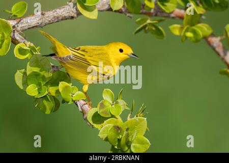 Gelbstürmer (Dendroica aestiva, Setophaga aestiva), männlicher Erwachsener auf einem Zweig, USA, Texas Stockfoto