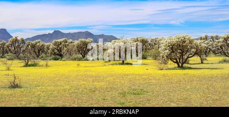 Teddybär cholla, Jumping cholla, Silver cholla (Opuntia bigelovii, Cylindropuntia bigelovii), in der Wüste Sonora mit gelbem Blumenteppich, USA, Stockfoto