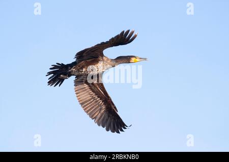 Großer Kormoran (Phalacrocorax carbo), unreif im Flug, Niederlande Stockfoto