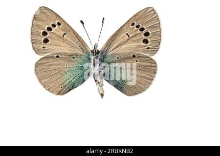 Grüne Unterseite blau (Glaucopsyche alexis), weiblich, Unterseite, ausgeschnitten Stockfoto