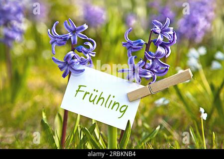 Memo-Blatt bei den blauen Hyazinthen mit der Aufschrift Fruehling, Frühling Stockfoto