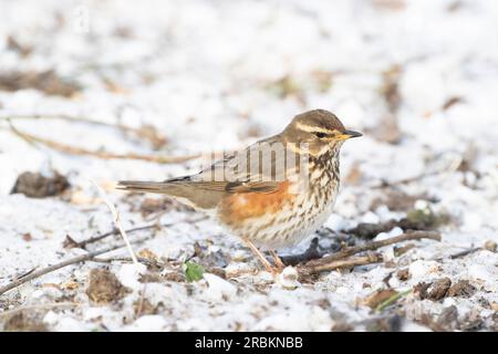 redwing (Turdus iliacus), Nahrungssuche im Schnee, Niederlande Stockfoto