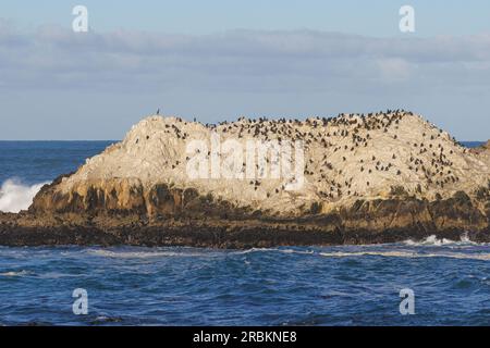 brandt's Cormorant (Phalacrocorax penicillatus, Urile penicillatus), Zuchtkolonie auf einem Felsen vor der Küste, USA, Kalifornien, Pebble Beach, Monterey Stockfoto