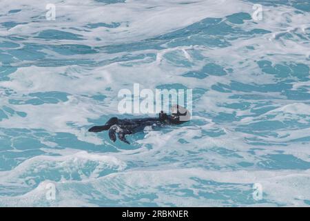 Seeotter (Enhydra lutris), füttert, schwimmt auf dem Rücken in Gewaltspray, USA, Kalifornien, Pazific Coast Highway Stockfoto